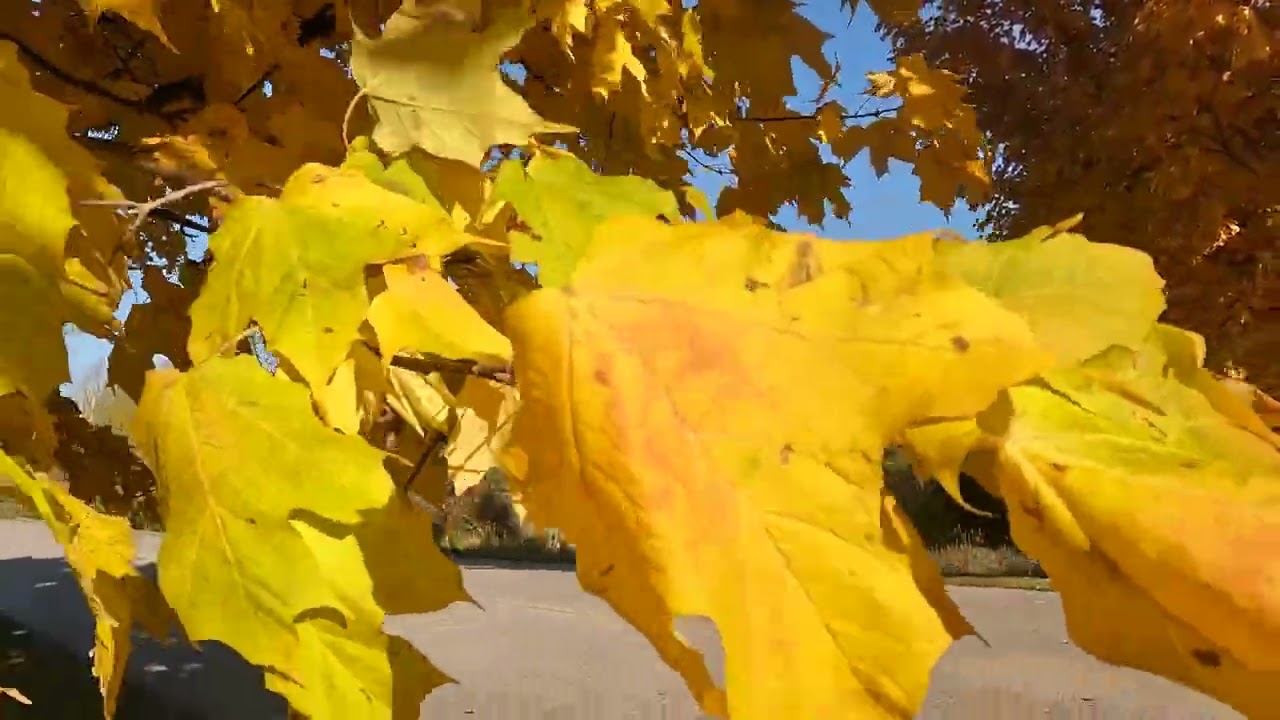 Fall at Grand Traverse Resort and Spa